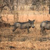 Warzenschwein Familie
