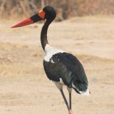 Sattelstorch
