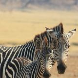 Im South Luangwa NP
