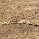 Im South Luangwa NP
