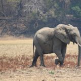 Im South Luangwa NP
