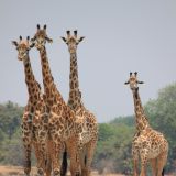 Im South Luangwa NP
