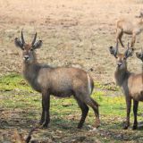 Wasserbock Herde
