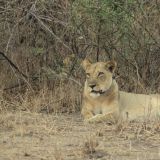 Im South Luangwa NP
