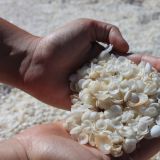 Am Shell Beach in Shark Bay
