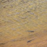 Aber von der Schönheit sollte man sich nicht täuschen lassen, diese Halbinsel heisst nicht umsonst Shark Bay ;-)
