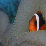 Hier sehen wir die ersten tropischen Fische - NEMO
