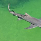 Und wie gesagt, man bekommt sie wirklich zu Gesicht. Hier ein Lemonshark.
