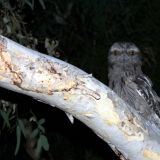 Nächtlicher Besuch von einem Kauz in Carnarvon
