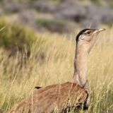 Bush Turkey auf Wanderschaft
