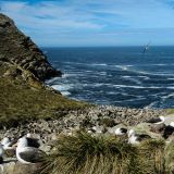 Unseren ersten Stopp auf den Falkland-Inseln legen wir bei "Westpoint" ein. Hier teilen sich die Schwarzbrauen-Albatrosse und Felsenpinguine ihren Nistplatz. 
