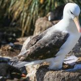 Schwarzbrauen-Albatros
