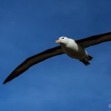 Schwarzbrauen-Albatros
