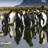 ... befinden sich die weltweit grössten Königs-Pinguine Kolonien und so fangen wir erstmal mit der ...
