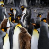 Hier brüten zur Zeit 60'000 Pinguin-Paare und mit der heranwachsenden ...
