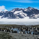 ... Königs-Pinguinen grösste Kolonie ihrer Art. Bei traumhaftem Wetter und ebenso grandioser Kulisse ...
