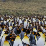 Und weil wir sie einfach so gerne mögen, kommt hier noch ein Abschlussfoto einer Königs-Pinguin Kolonie in "Gold Harbour". 

