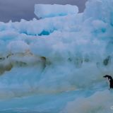 Soll ich - soll ich nicht? Dieser Adélie-Pinguin traut sich nicht so richtig ins Wasser rein. Kann man ja gut verstehen, bei diesen Temperaturen, brr. 
