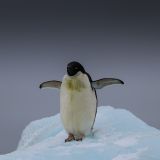 Rogers Spruch: Ich bin unbesiegbar, denkt sich bestimmt auch dieser Adélie-Pinguin. 
