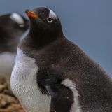 Ein Esels-Pinguin mit seinem frisch geschlüpften Kücken. 
