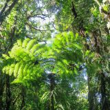 Das Monteverde Reservat ist ein üppiger Nebelwald ...

