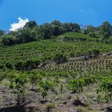 Beim Staussee Cachí gibt es viele mit Kaffee-Plantagen besetzte Hügel.
