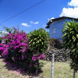 Was uns in Costa Rica immer wieder beeindruckt sind die vielen bunten Häuser, welche sehr aufgeräumt und mit farbigen Blumen gespickt sind.
