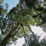 Üppige Bäume im Wald des Mirador de Quetzales.
