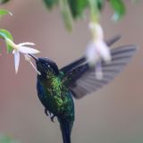 Der gerade mal 10 Gramm schwere Kolibri schlägt beim Fliegen bis zu 80 Mal mit seinen Flügeln aus und ist dabei sehr schwer zu fotografieren.
