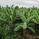 Auf der Karibik-Seite Costa Ricas angelangt, fahren wir an kilometerlangen Bananen-Plantagen vorbei. Von hier werden die Bananen in die ganze Welt exportiert. Besser bekannt unter dem Logo von Del Monte, Chiquita und Max Havelaar Fairtrade.
