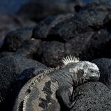 Die Meeresechse ist endemisch auf Galápagos. (Insel Chinese Hat)
