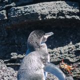 Gibt es tatsächlich auch auf Galápagos, die endemischen Galápagos-Pinguine, welche zu der Gattung der Brillenpinguine gehören. (Insel Santiago)
