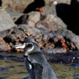Die Galápagos-Pinguine sind keine ausdauernden Taucher. Lediglich 90 Sekunden bleiben sie unter Wasser ...
