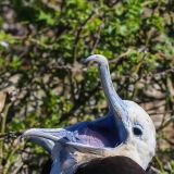Fregattvogelweibchen (Insel Genovesa)
