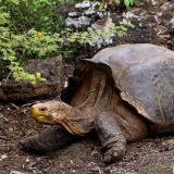 Auf der Insel Santa Cruz besuchen wir die "Charles Darwin Station" und sehen zum ersten Mal die Langhals-Schildkröten. 
