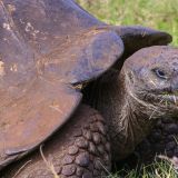 Die Galápagos Riesen-Schildkröten können weit über 100 Jahre alt ...
