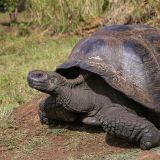 Eine in Freiheit lebende Riesen-Schildkröte kann eine Panzerlänge von bis zu 135cm bekommen. (Insel Santa Cruz)
