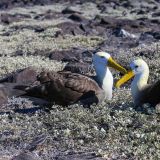 Der Galápagos-Albatros brütet ausschliesslich auf der Insel Española. 
