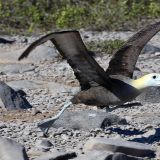 Unglaublich faszinierend ist es, dem tolpatschigen Albatros ...
