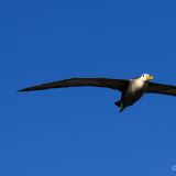 Ein Galápagos-Albatros im Landeanflug auf den Albatros-Flughafen, heisst wirklich so. :-) (Insel Española)
