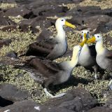 Ein Albatros erreicht eine Körperlänge von bis zu 90cm und wird etwa 2kg schwer. (Insel Española)
