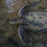 Meeresschildkröte an der Black Turtle Cove. (Insel Santa Cruz)
