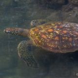 Eine grüne Meeresschildkröte begleitet uns zum Abschied zurück Richtung Angelito. (Insel Santa Cruz)
