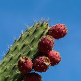 Kaktusfrüchte
