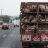 Ein Schweinetransporter, da würden unserem Tierschutzverein die Haare zu Berge stehen. 
