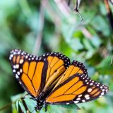 Unglaublich schön anzuschauen sind die Monarchfalter mit ihrem kräftigen Orange. 
