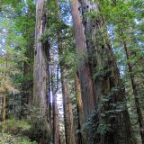 Mogli diesmal bei den höchsten Bäumen der Welt, den Redwoods in Kalifornien.

