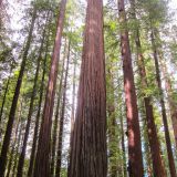 Die Baumriesen im Redwood NP sind einfach zu hoch fürs Foto.
