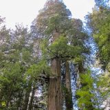 Redwoods diesmal mit Baumkrone.
