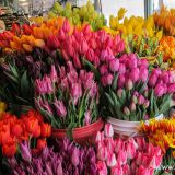 Endlich wird es Frühling, wie sich der Blumenmarkt beim Public Market in Seattle zeigt.
